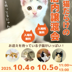 子猫いっぱい店内ふれあい譲渡会 サムネイル1