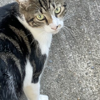 抱っこ大好きなチビ助 鳴」徳島県 - 犬の里親募集(301185) 4