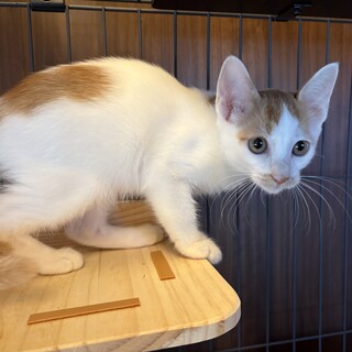 和菓子兄妹♡おかきくん