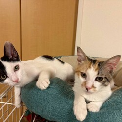 in岡崎市☆子猫もいっぱい☆猫達を暖かいオウチに迎えよう2025年10月4日（土）ちーむにゃいんず サムネイル1