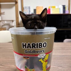 in岡崎市☆子猫もいっぱい☆猫達を暖かいオウチに迎えよう2025年10月4日（土）ちーむにゃいんず サムネイル2