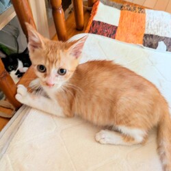 in岡崎市☆子猫もいっぱい☆猫達を暖かいオウチに迎えよう2025年10月4日（土）ちーむにゃいんず サムネイル3