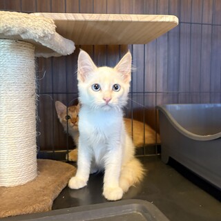 和菓子兄妹♡しらたまくん