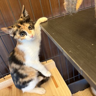 和菓子兄妹♡あんずちゃん