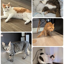 5匹の医療について