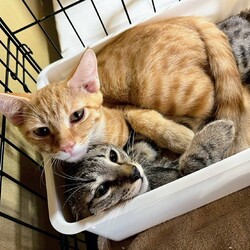 in春日井市☆子猫もいっぱい☆猫達を暖かいオウチに迎えよう2025年10月4日（土）ちーむにゃいんず サムネイル1