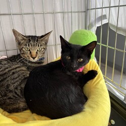 in春日井市☆子猫もいっぱい☆猫達を暖かいオウチに迎えよう2025年10月4日（土）ちーむにゃいんず サムネイル2