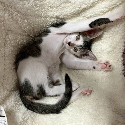 in春日井市☆子猫もいっぱい☆猫達を暖かいオウチに迎えよう2025年10月4日（土）ちーむにゃいんず サムネイル3