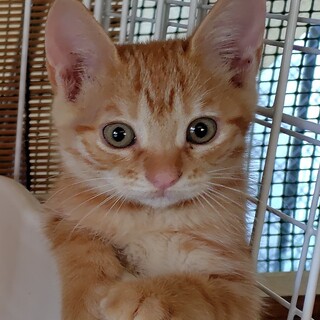 子猫の里親さんを募集しています