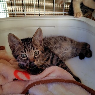 子猫の里親さんを募集しています