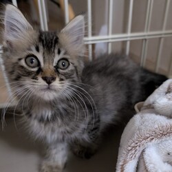 ねこの譲渡会 in守山生涯学習センター サムネイル2