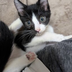 ねこの譲渡会 in守山生涯学習センター サムネイル3