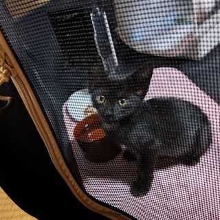 ねずみ捕りのシートに引っかかっていた子猫です