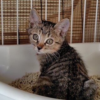 子猫の里親さんを募集しています