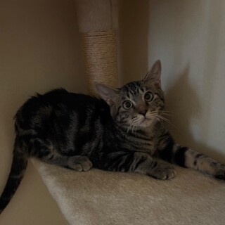 アメショ柄のシンバくん