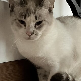 ありがとうございました★穏やかなシャム虎ソラくん