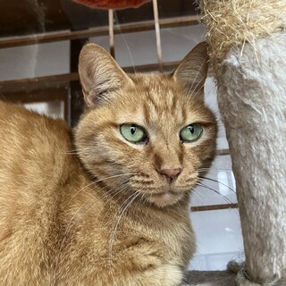 優しい茶虎のリッキーくん