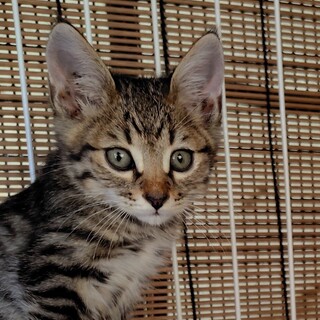 子猫の里親さんを募集しています