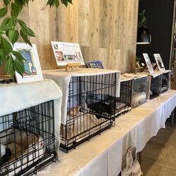 ＜10/25(土)川崎市＞保護猫譲渡会開催！