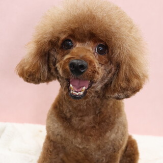 トイプードル(3歳)女の子