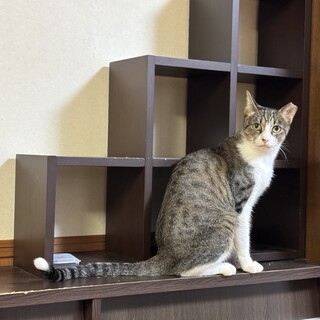 【キジ白ちゃん】不妊手術済みのチビちゃん