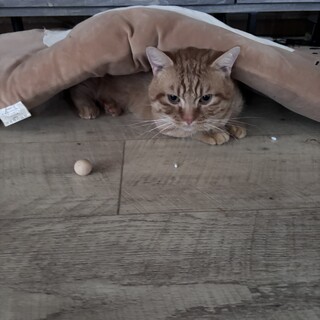 ミヌエットのオス猫