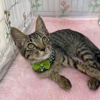 遊び好きな3兄妹！人間大好き『シュガー君』３ヶ月