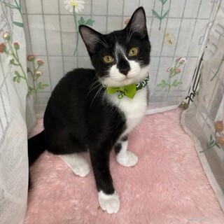 人慣れ抜群！コアラのようなハチワレ君 5ヶ月