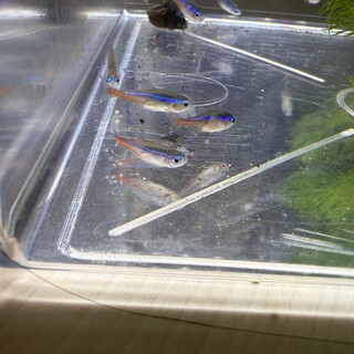 ネオンテトラ 14匹　餌付き