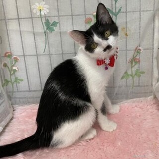 ちょびひげの可愛い女の子 ４ヶ月