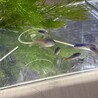 ネオンテトラ 14匹　餌付き サムネイル3