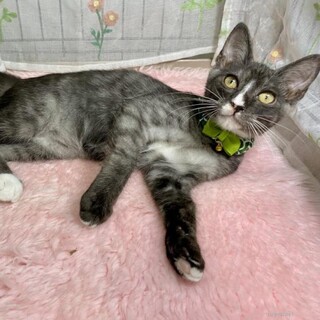 人慣れ抜群！摩訶不思議な毛色　レオ君