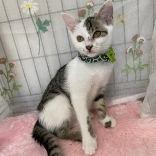 個性派！白キジわんぱくボーイ　４ヶ月