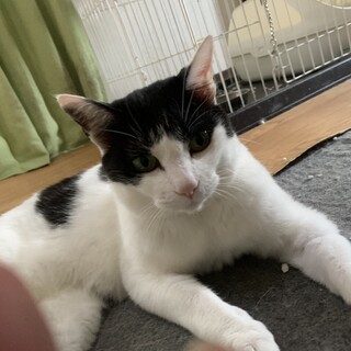 ハチワレのお嬢様です。