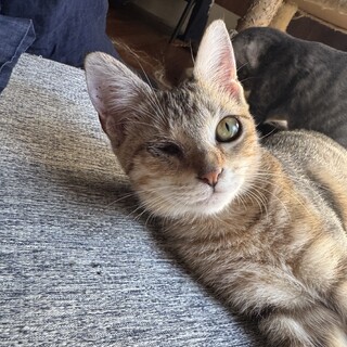 片目だけど活発でとてもいい子のむぎわら猫