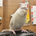 アルビノのセキセイインコです