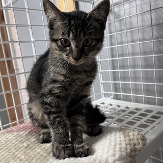 好奇心旺盛☆キジトラの女の子