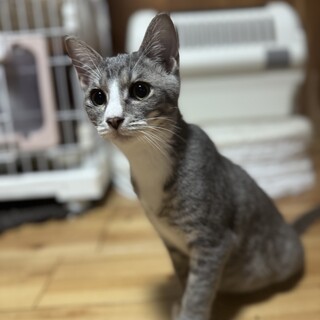 甘えん坊のソックス履いたサバトラ猫