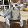 甘えん坊のソックス履いたサバトラ猫 サムネイル2