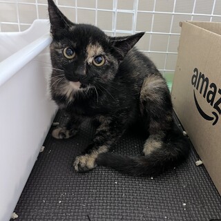 クリクリおめめのサビ猫の女の子