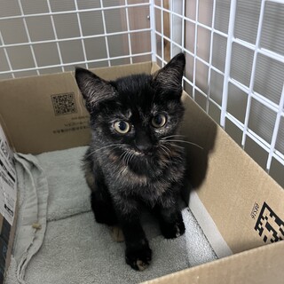 怒り眉毛のサビ猫の女の子