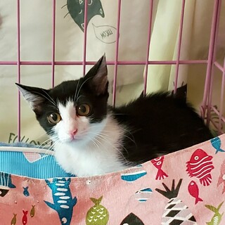 抱っこが大好きなパニくん、トライアル中です