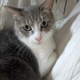 大きなおめめで大人しく綺麗な【おねちゃん】