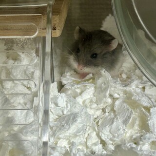 ロボハム、生後1ヶ月の赤ちゃんです！