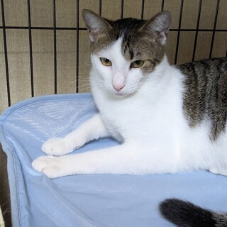 とてもやんちゃでナデナデが出来る【ユラトくん】