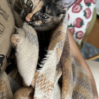 子猫のサビ柄女の子