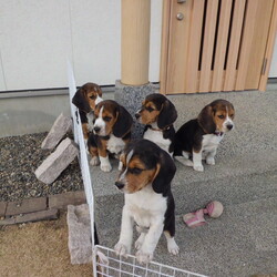 モモちゃんが死にました