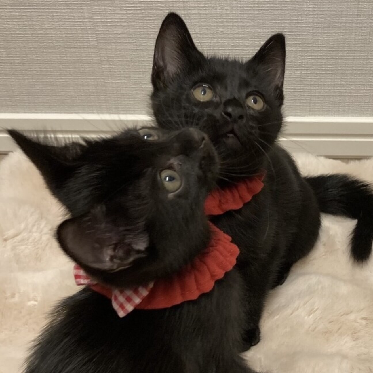 10/5三田】黒猫☆ア」東京都 - 猫の里親募集(526636) 6枚目の