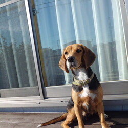 「モモちゃんが死にました」サムネイル3