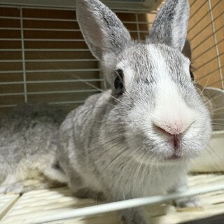 仮名あゆ、♀、2025/6/15生まれ